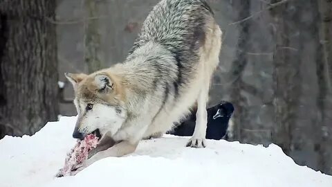 Видео wolf