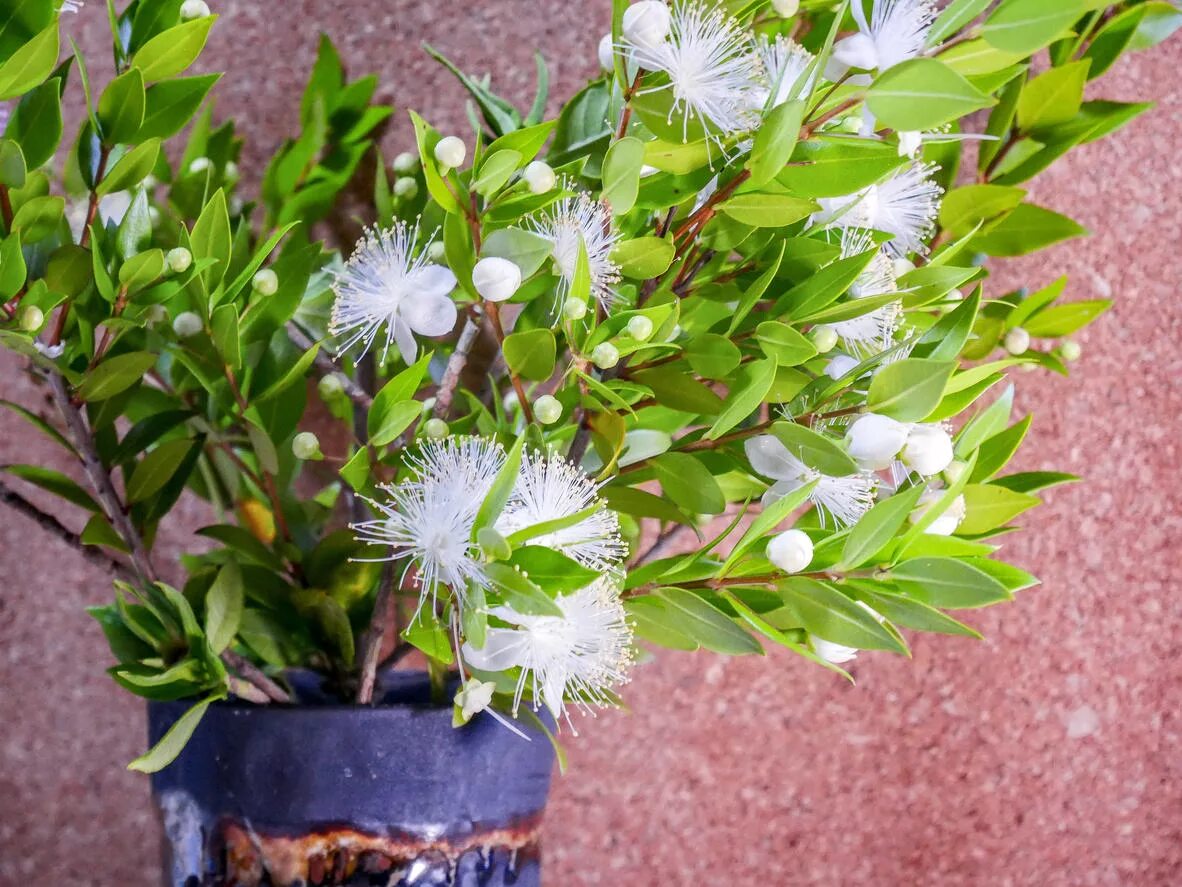 цветение мирта. мирт мелколистный цветение. мирт обыкновенный цветение. мирт цветок. цветение мирта.