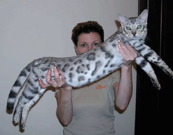 Бенгальская кошка размер. Бенгальский кот 9 кг Линкс. Макс рост бенгальских кошек. Снежный бенгал рост. Бенгальский кот рост.