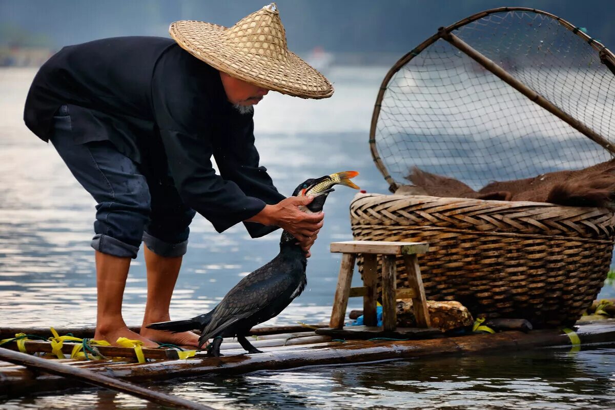 Рыбалка с бакланами в Китае. Рыбная ловля с бакланами в Китае. Рыбалка с бакланами. Баклан для ловли рыбы.