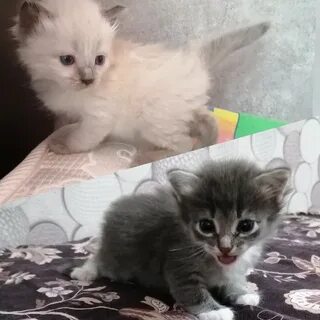 Котенок девочка 1 месяц