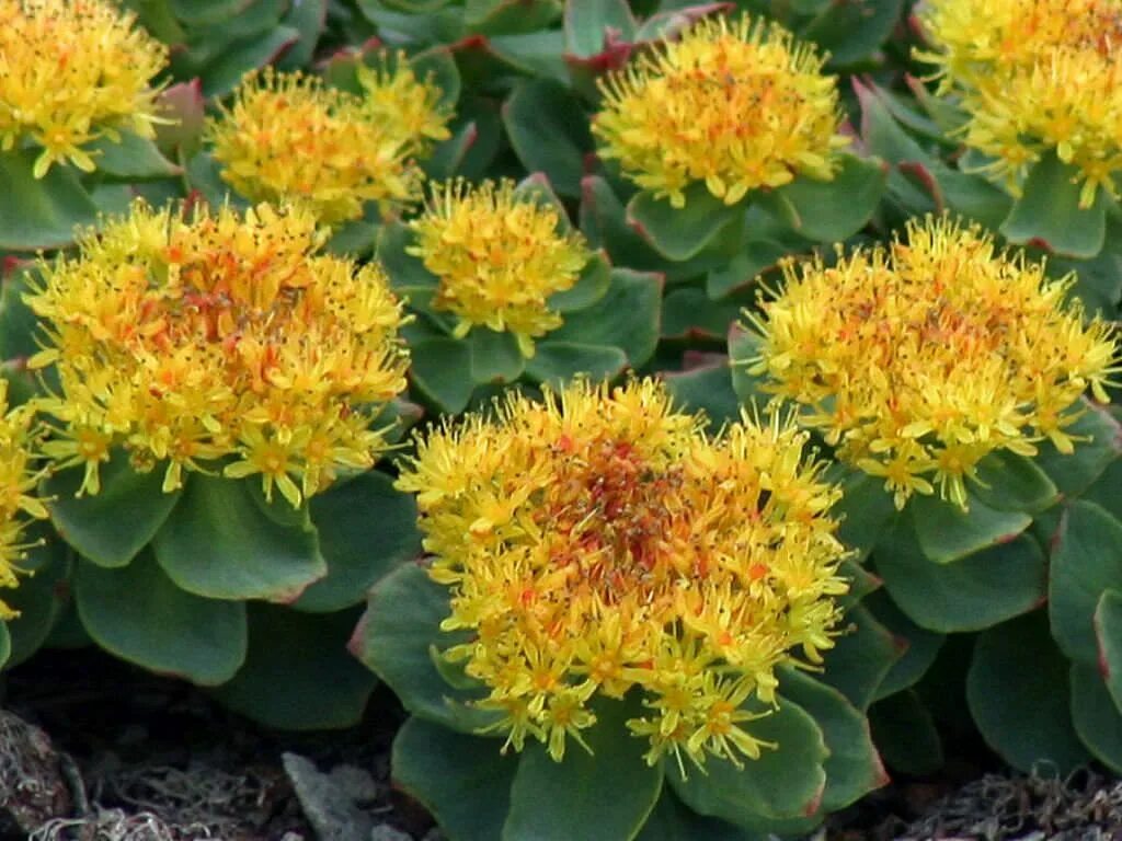 Родиола розовая Rhodiola rosea. Родиола Сахалинская. Родиола розовая Толстянковые. Родиола розовая (Rhodíola rósea).