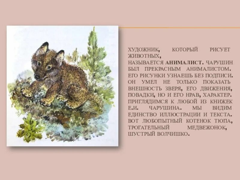 Волчишко текст распечатать. Чарушин волчишко. чарушин волчонок. чарушин волчишко иллюстрации к рассказу.