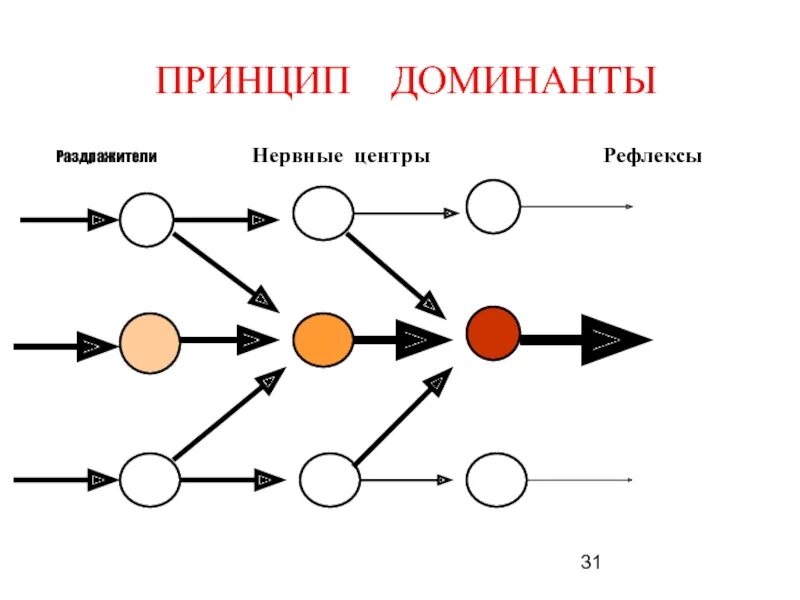 Роль доминанты. Принцип Доминанты Ухтомского. Доминанта физиология ЦНС. Принцип Доминанты нервных центров. Принцип Доминанты физиология.