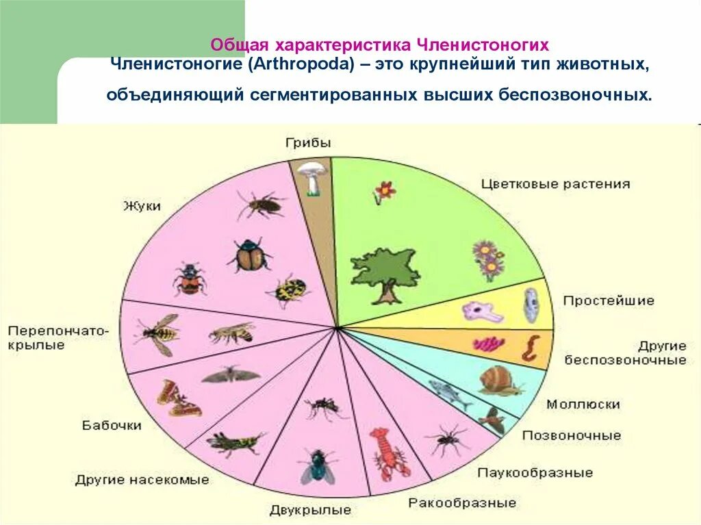 Членистоногие самый многочисленный тип животных. Общая характеристика членистоногих. самый многочисленный тип животных. тип членистоногие общая характеристика. общая характеристика типа членистоногих.