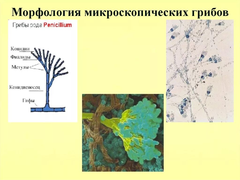 Основные морфологического анализа
