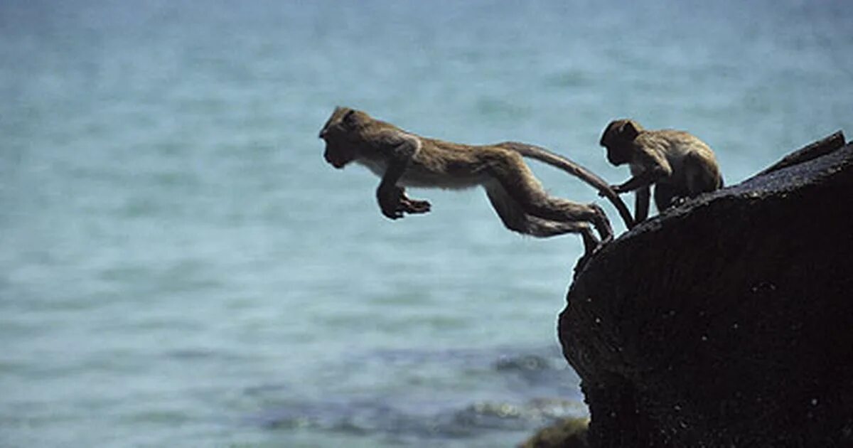 Приматы моря. Бесхвостые обезьяны на гибралтаре. Гибралтарский магот. Акимушкин приматы моря. Приматы моря.