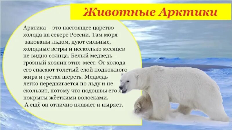Текст белый медведь 4 класс. Белый медведь энциклопедия. Белый медведь для детей. Сообщение о животных Арктики. Белый медведь описание для детей.