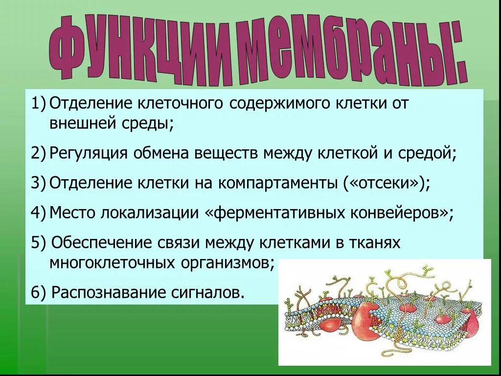 Защищает и отделяет клетку от внешней среды. Отделение содержимого клетки от внешней среды. отделение клетки. регуляция обмена веществ между клеткой и внешней средой это. отделяет внутреннее содержимое клетки от внешней среды.