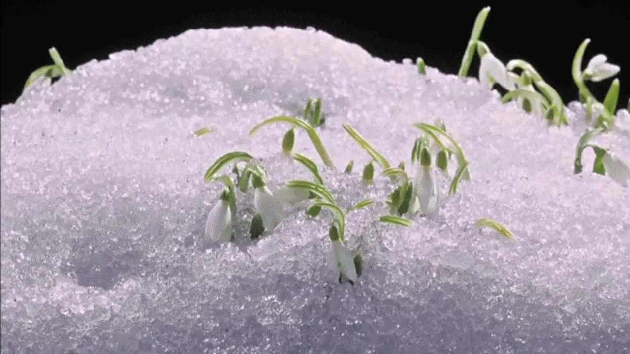 Подснежники в снегу. Цветы из под снега. Подснежники под снегом. Тают зимние сугробы