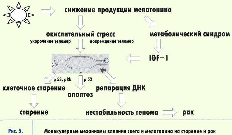 Мелатонин. Мелатонин механизм действия фармакология. Мелатонин гормон сна. Мелатонин клетки мишени. Мелатонин для чего нужен организму