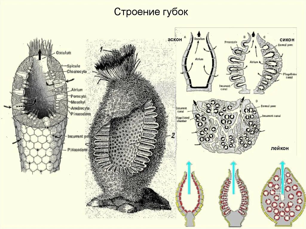 Типы строения губок. Типы строения губок аскон сикон лейкон. строение губок аскон сикон лейкон. схема внутреннего строения губки. известковые губки строение.