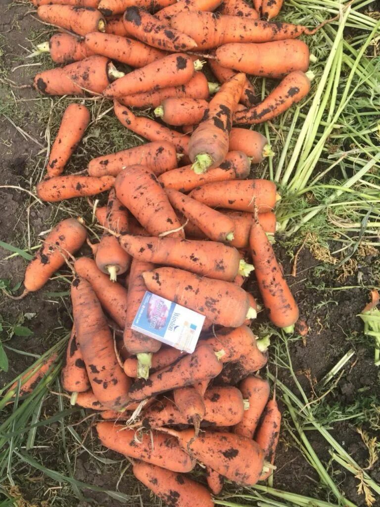 10 килограмм моркови. Килограмм моркови. Морковь за 1 кг. Морковь Южная 1 кг. Стоимость моркови за 1.