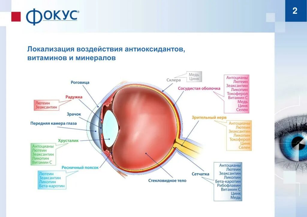 Витаминыдлясетчаткиглз. Сетчатка и лютеин. Лютеин+зеаксантин+цинк+селен.