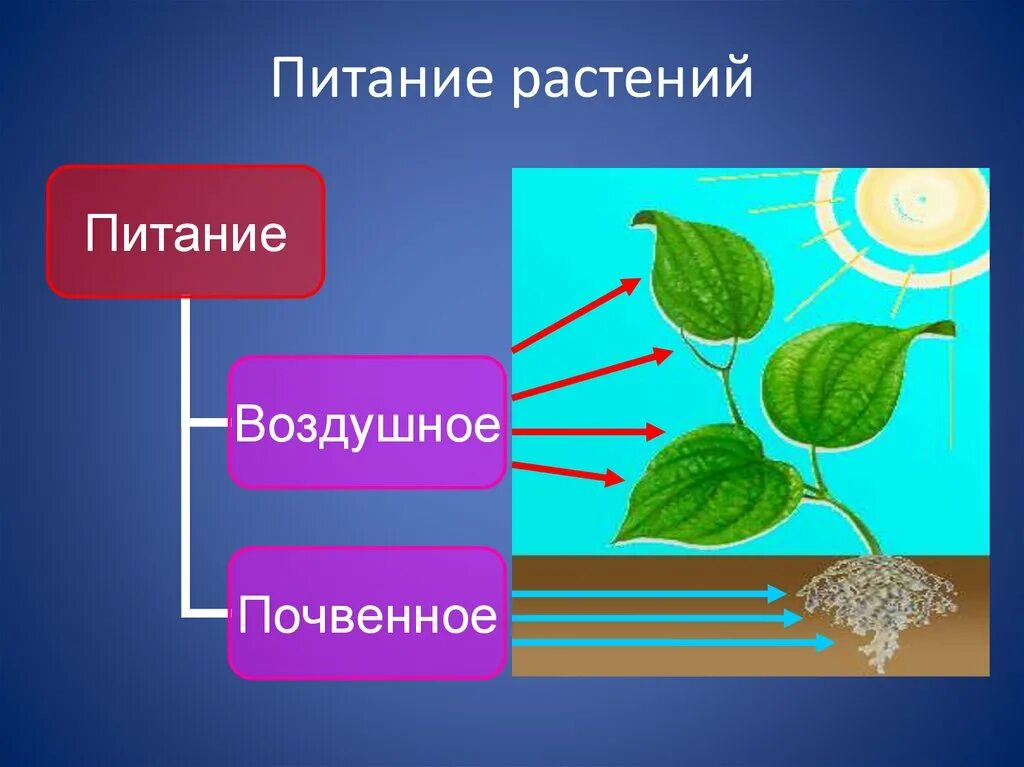 Процесс питания и дыхания растений. Почвенное и воздушное питание растений. Схема питания растений. Процесс питания растений. Питание растений и дыхание растений.