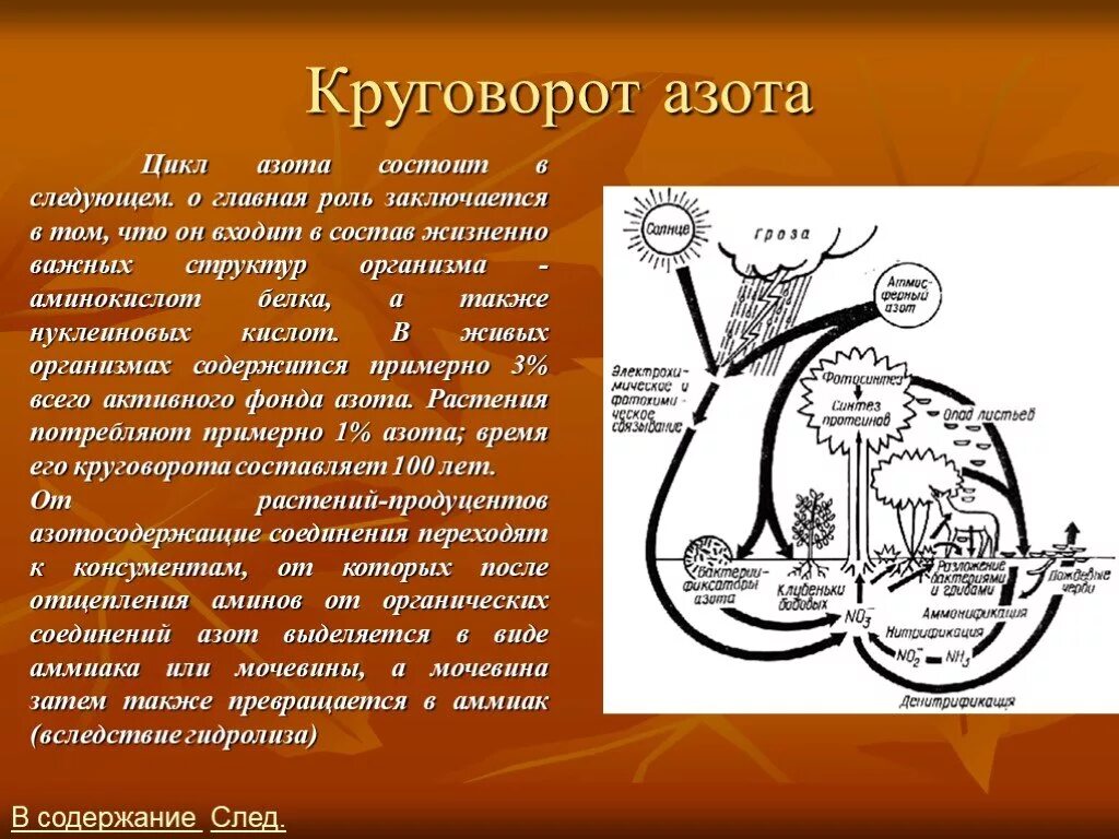 Круговорот азота в природе. Превращение нитратов в растениях. Путешествие азота по растению рассказ. Передвижение азота в растении. Небольшой рассказ путешествие азота по растению.