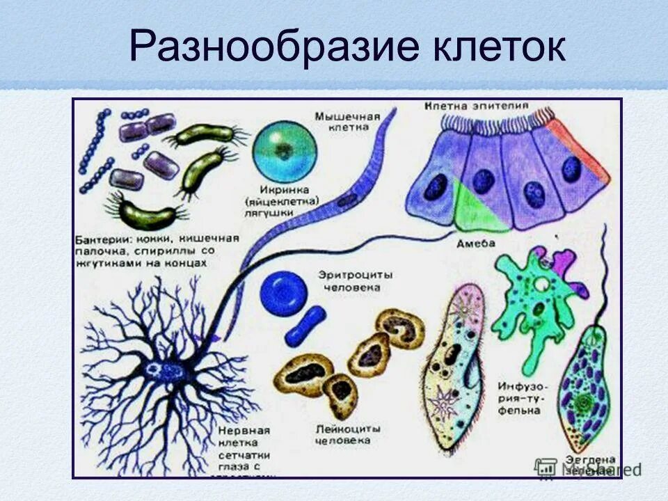 Урок клетка 10 класс. Разнообразие клеток. Многообразие. Многообразие клеток строение. Разнообразие клеток биология.