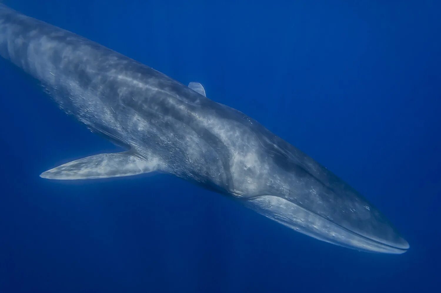 сейвал (ивасевый кит). сельдяной кит северный финвал. сельдяной полосатик. сельдяной кит. финвал китообразные.