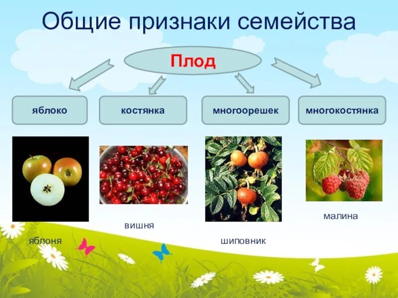 Плод костянка семейство. Костянковидные плоды многокостянка. Плод яблоко костянка многоорешек многокостянка семейство. Плод семейства розовоцветные. Плоды семейства розоцветных.