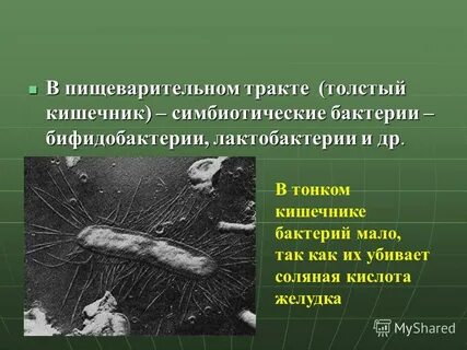 Роль кишечных бактерий