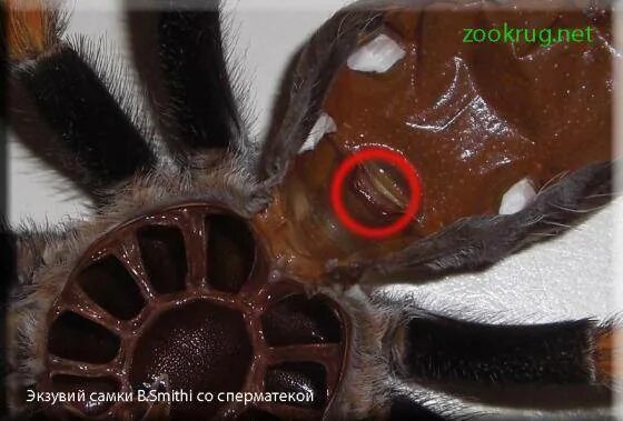 Как определить пол паука. Самка и самец паука птицееда. линька паука птицееда брахипельма. экзувий паука птицееда. линька птицееда.