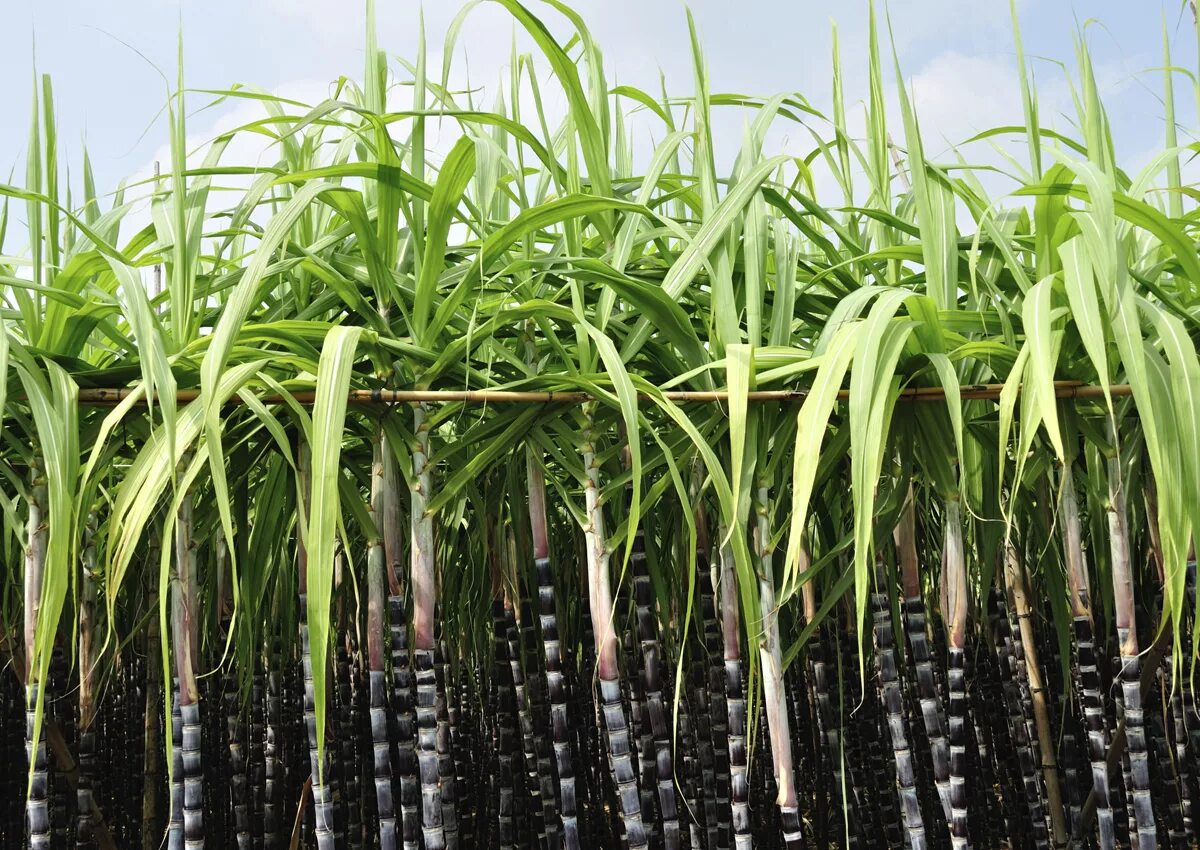 Сколько растет тростник. Плантации сахарного тростника. Сахарный тростник в Испании. Сахарный тростник новая Гвинея. Мексика сахарный тростник.