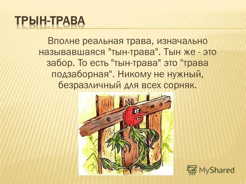 Трын трава. Горшок на плетеном заборе. Плетень с горшками и подсолнухами. Плетеный забор рисунок. Выражение трын трава.