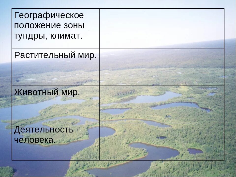 Как приспособились животные к жизни в тундре - Telegraph