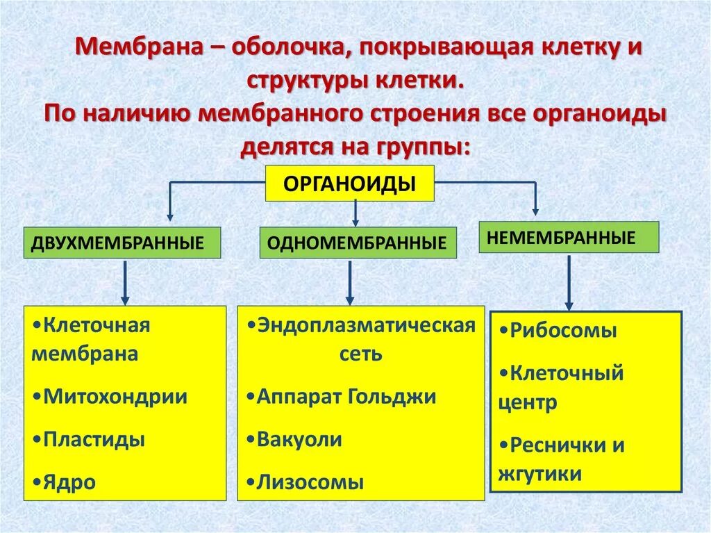 Мембранные и немембранные органоиды клетки. Органоиды мембранного строения. Двухмембранные одномембранные немембранные. Мембранные и немембранные органоиды эукариотической клетки.