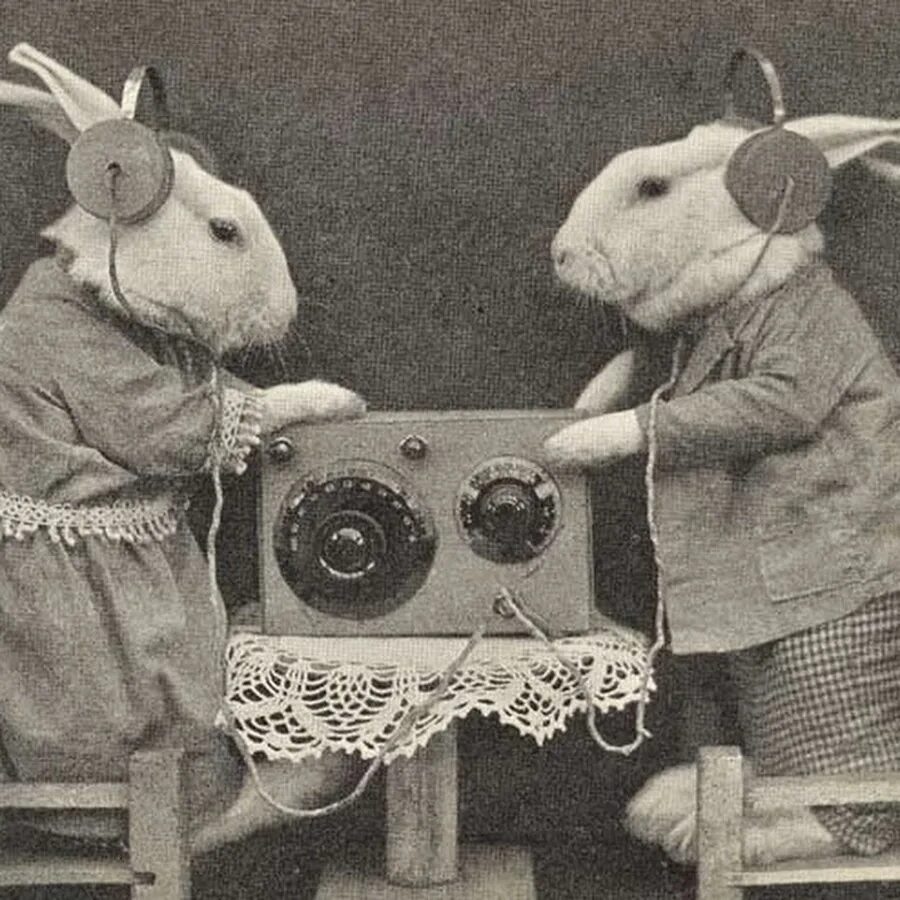 Свинья Винтаж. Кролик телеграфист. Rabbits Listening to the Radio. Радио о животных. Radio pets