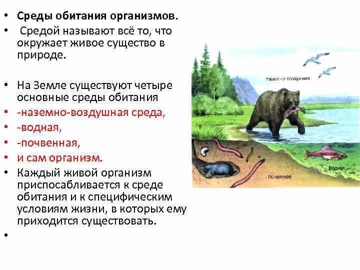 Какую среду освоил медведь. Среды обитания живых организмов. Средопитания организмов. Среда.