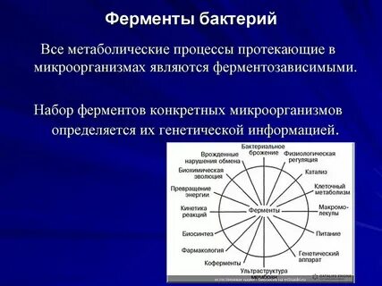 Идентификация бактерий по ферментативной активности