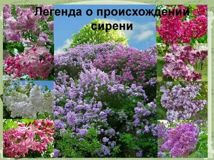 Сирень систематическая группа