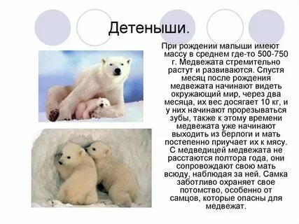 Информация о белом медведе 4 класс