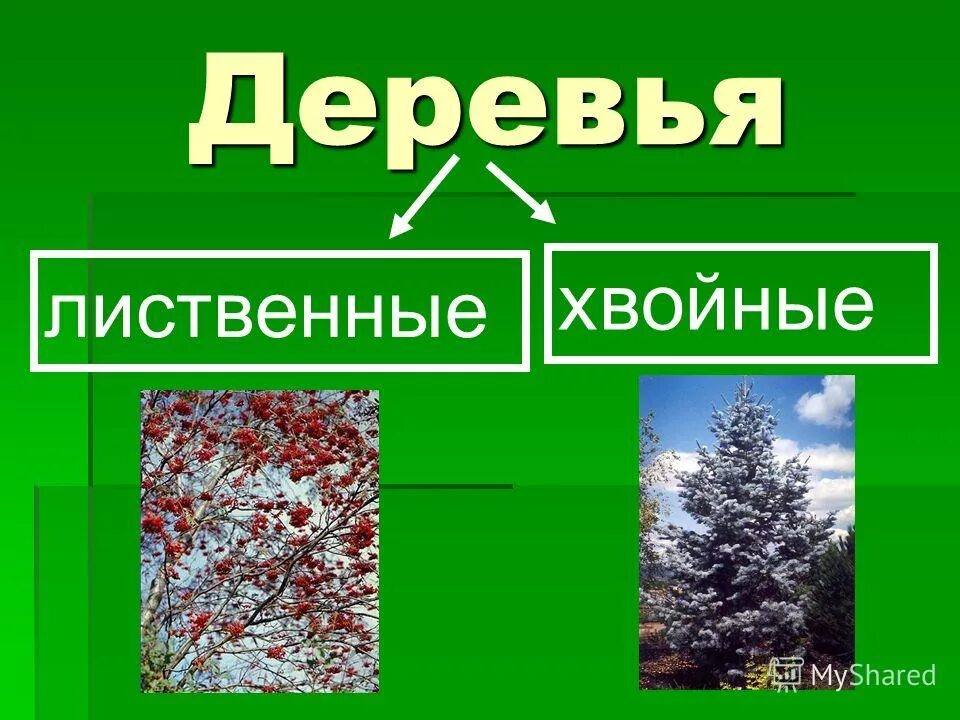 Силуэты деревьев и кустарников зимой. Кустарники лиственные и хвойные. Лиственные деревья презентация зимой. Пихта уральская. Хвойные деревья и лиственные деревья.