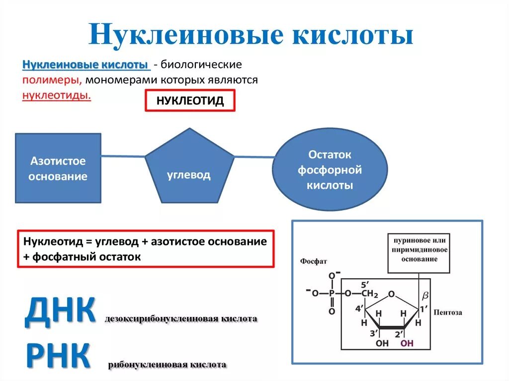 Структура мономеров нуклеиновых кислот. Химическая структура мономеров нуклеиновых кислот. Строение нуклеотида мономера нуклеиновых кислот. Мономеры нуклеиновых кислот структура нуклеотида.