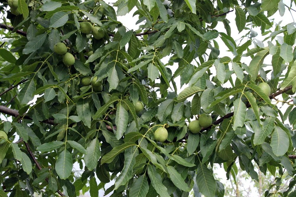 Сколько растет орех. Орех грецкий (Juglans Regia). Грецкий орех в субтропиках. Дерево Кавказского грецкого ореха. Грецкий орех как растет дерево.