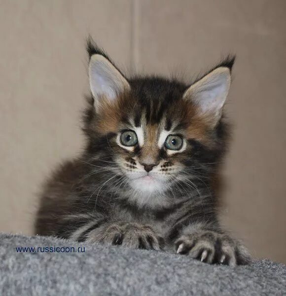 Как отличить котенка мейн куна от обычного. Котёнок метис мейн кун 1 месяц. котята мейкун метисы 5 месяцев. котята мама мейн кун папасибирьский. метис мейн куна в один месяц.