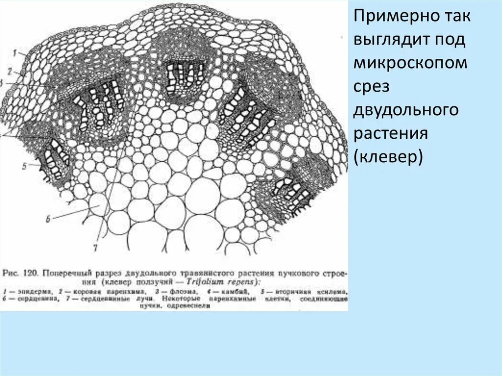 Срез стебля под микроскопом с подписями Поперечный срез ветви под микроскопом рисунок