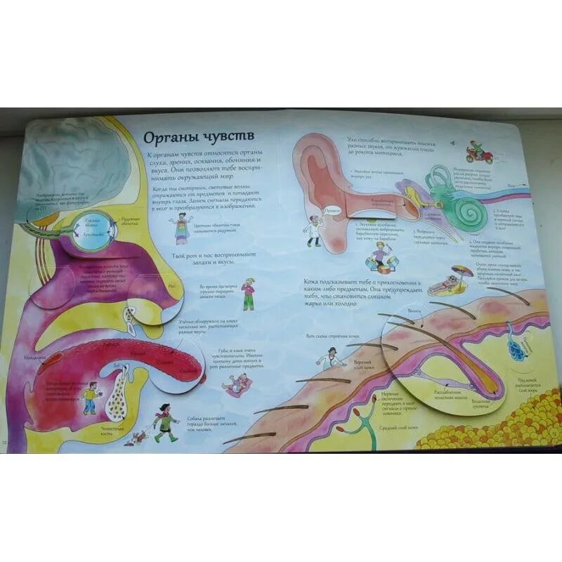 Робинс открой тайны человека. Книга тайны человека роббинс. Робинс книжка с окошками тело человека. Открой секреты человека. Робинс открой тайны человека.