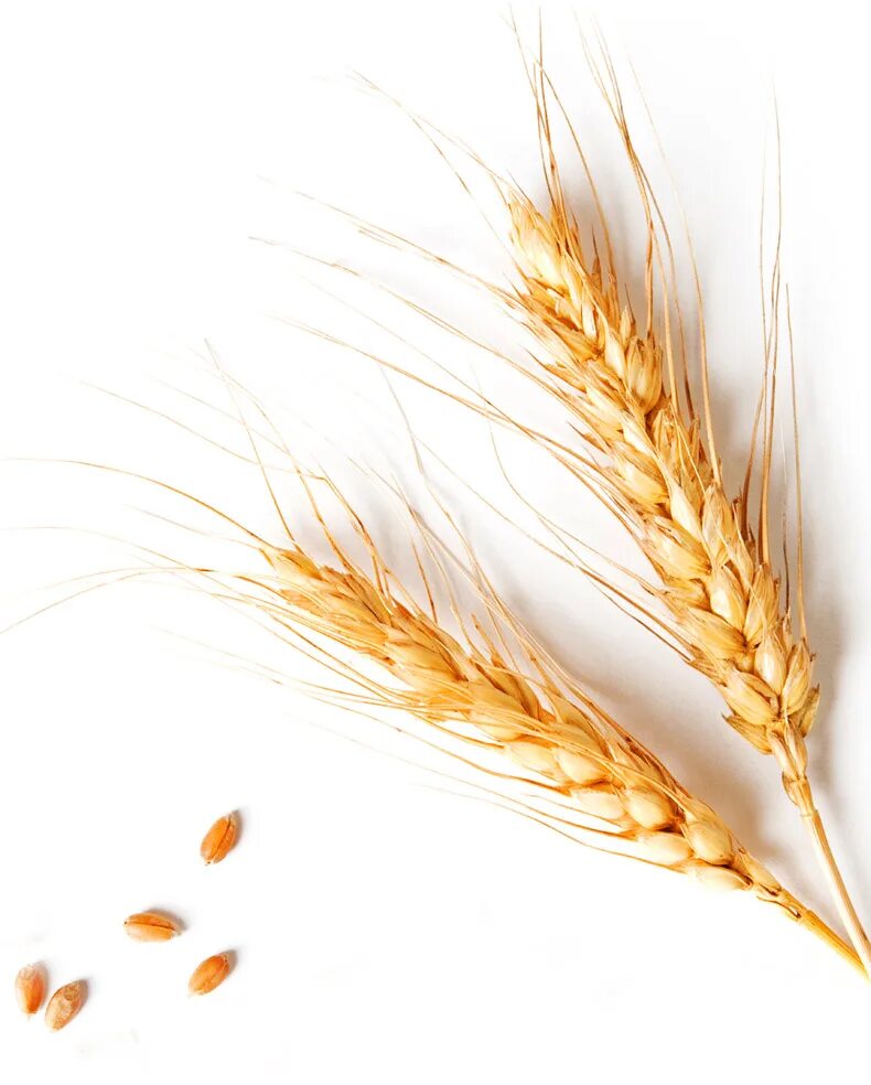 пшеница на белом фоне. колосья пшеницы. колосья пшеницы. пшеничка колосок. колосья пшеницы.