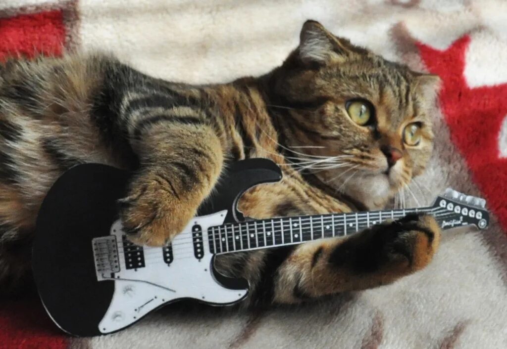 Музыкальных кошечек. Котик с гитарой. Кот с бас гитарой. Кот гит. RJNS C ubnjhjq.