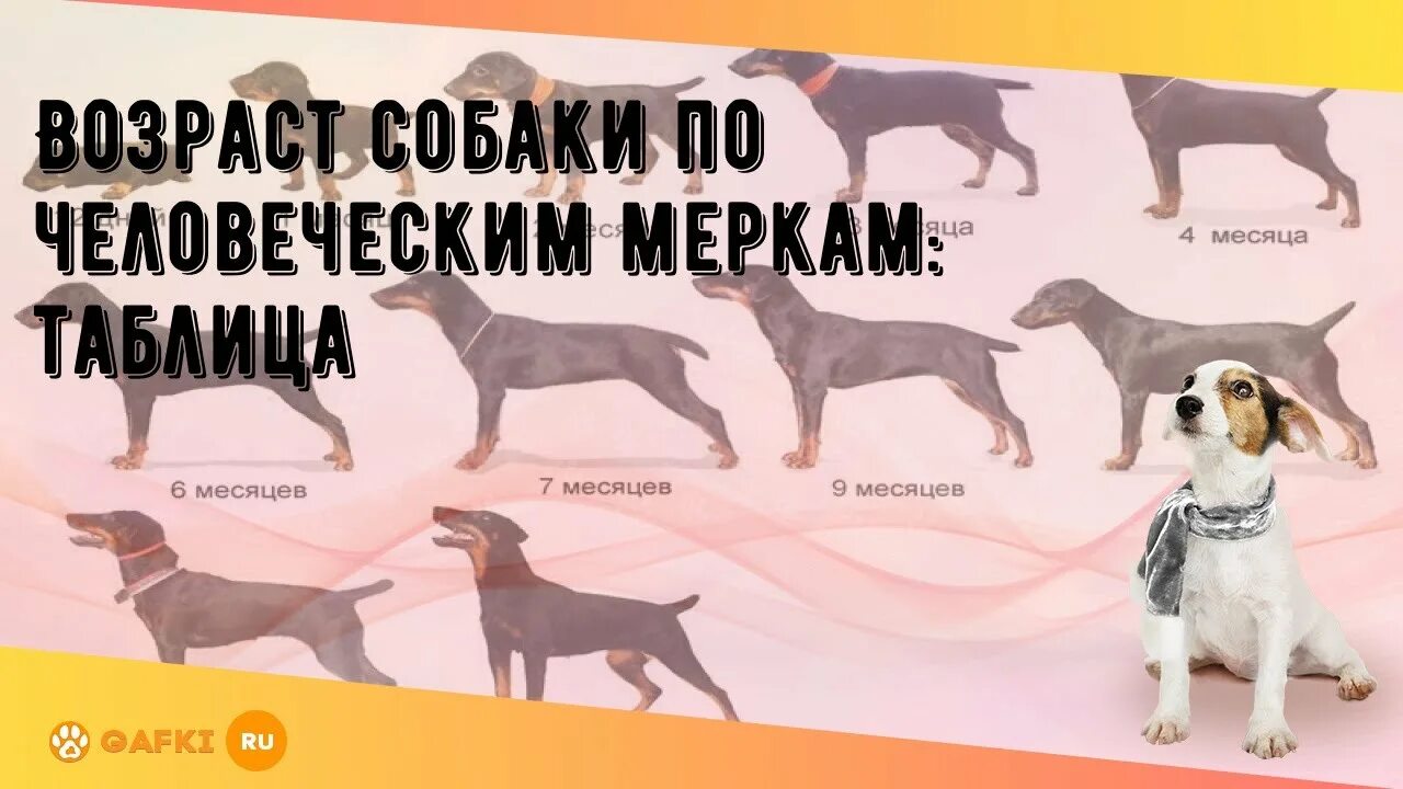 Как узнать год собаки. Возраст собаки по человеческим. Возраст собаки по человеческим меркам. Собачий год по человеческим меркам. Собачьи года на человеческие.