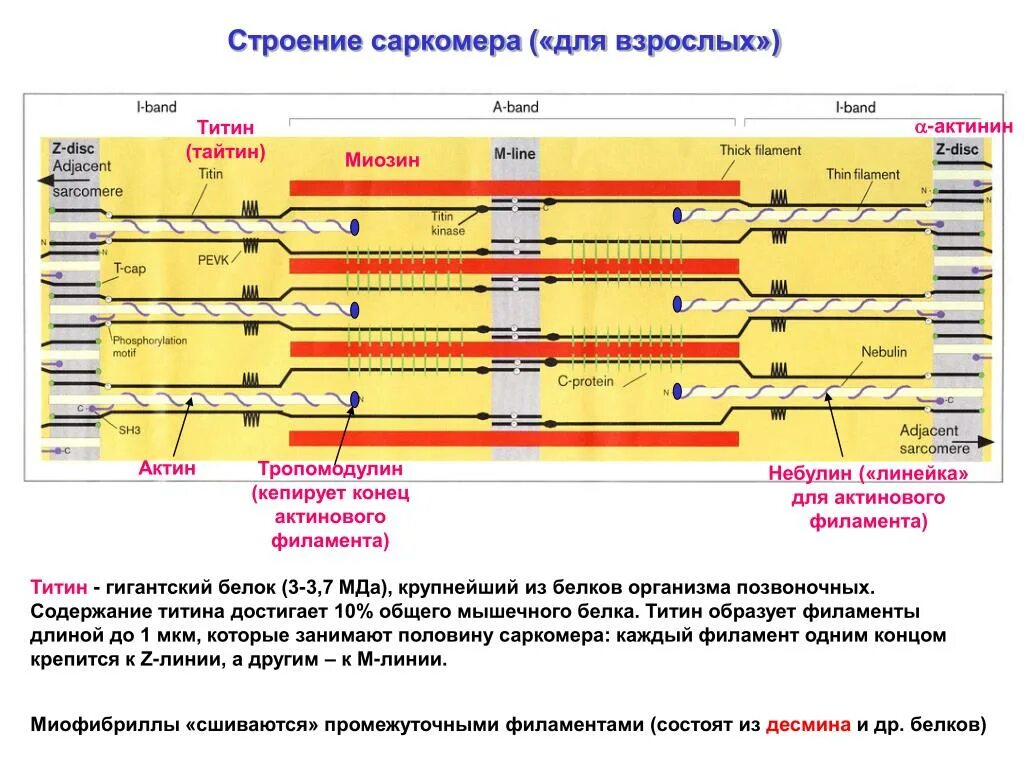 Белки саркомера. Саркомер схема физиология. Саркомер строение схема. В состав саркомера миофибриллы входят. Схема организации саркомера гистология.