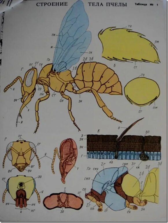 Отделы тела пчелы медоносной. Строение тела пчелы медоносной. Анатомия пчелы медоносной. Внутреннее строение пчелы. Строение пчелы медоносной.