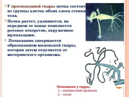 Последовательность этапов питания пресноводной гидры
