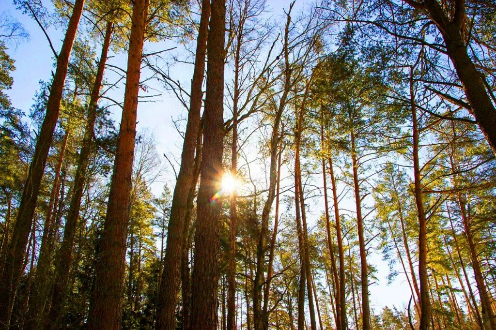 красный бор лес. лес красный бор кирово чепецк. красный бор лесная ул 13 отзывы. красный бор лесная ул 13 отзывы. красный бор смоленск.