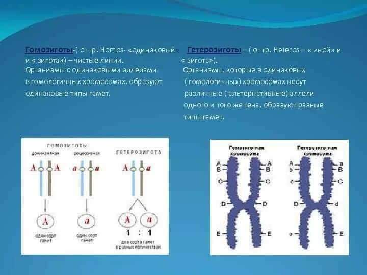 Гетерозигота хромосома. Организм с одинаковыми аллелями в гомологичных хромосомах. Гомозиготная и гетерозиготная хромосома. Организм в генотипе которого одинаковые аллели. Гены в хромосоме образуют группу