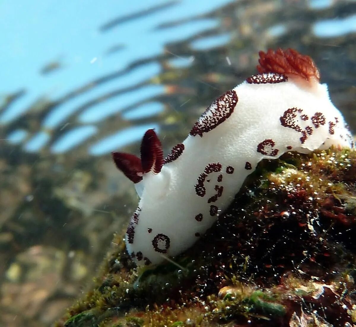 Слизень осьминог. Морской СЛИЗНЯК Jorunna Parva. Морской кролик, Jorunna Parva.. Морской заяц СЛИЗЕНЬ. Голожаберный моллюск Jorunna Parva.