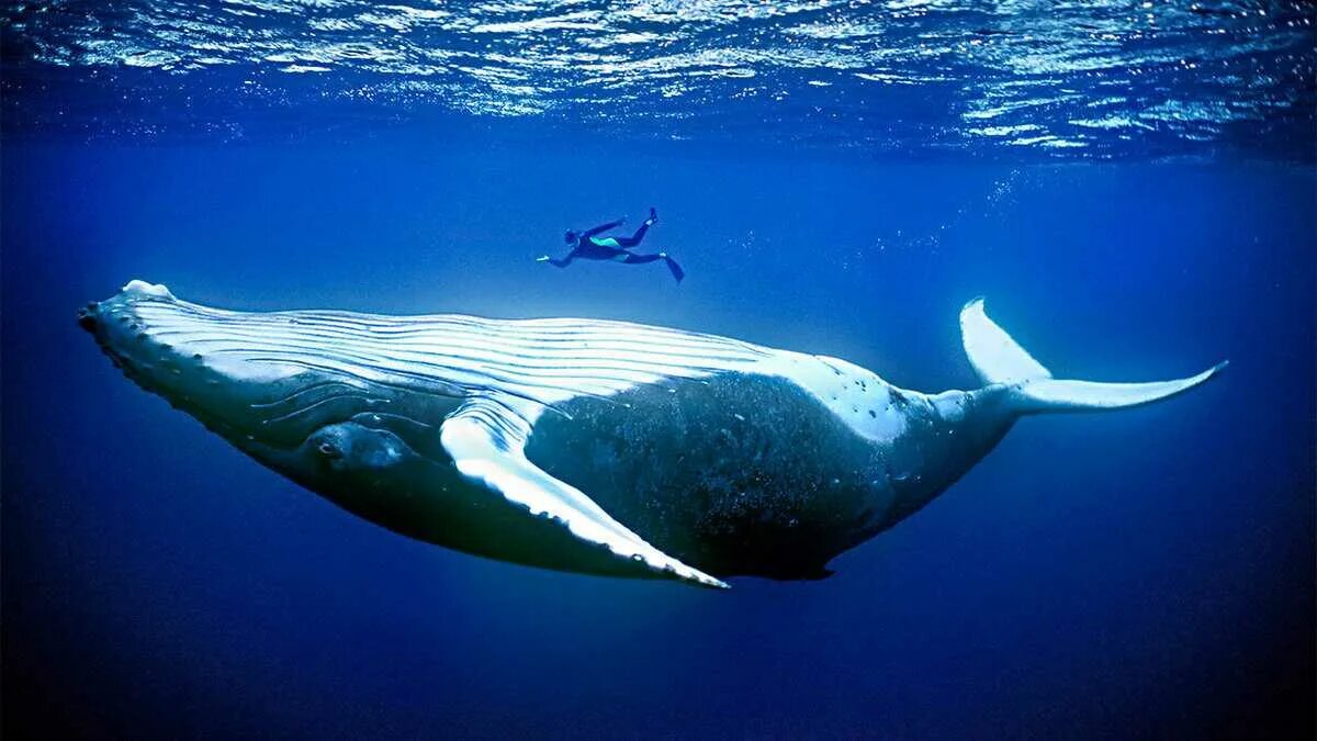 Сколько длиной самый большой кит. Синий кит (голубой кит). Кит Горбач размер. Самый большой кит.